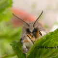 Muslin moth (Diaphora mendica) Kenneth Noble